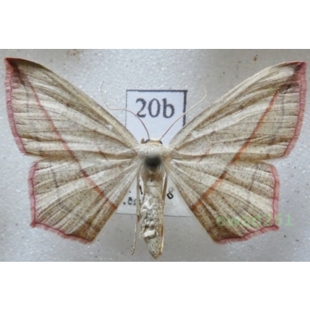 Timandra comae Schmidt, 1931 Czech20b